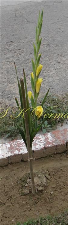  Plants